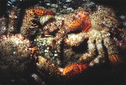 crabs
