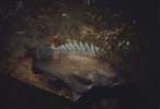 rockfish